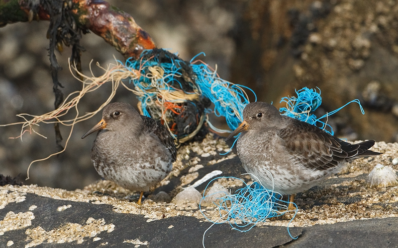 Calidris maritima Purple Sandpiper Paarse Strandloper